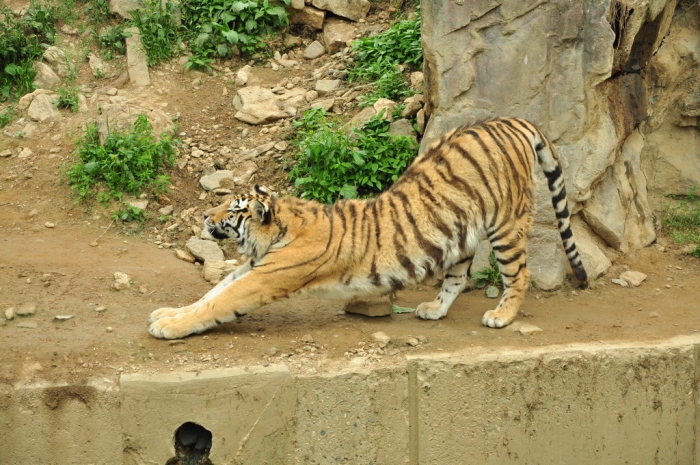 Seoul Zoo.153