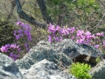Гора Камера май 2012 32