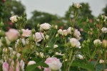 Rose Garden 109
